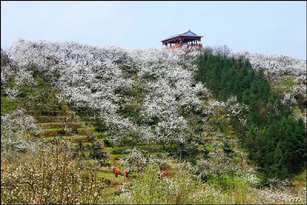 【春天，广西桂林灌阳县向您发出邀请！】我们在灌阳看梨花 - 游山玩水 - 吉林生活社区 - 吉林28生活网 jl.28life.net