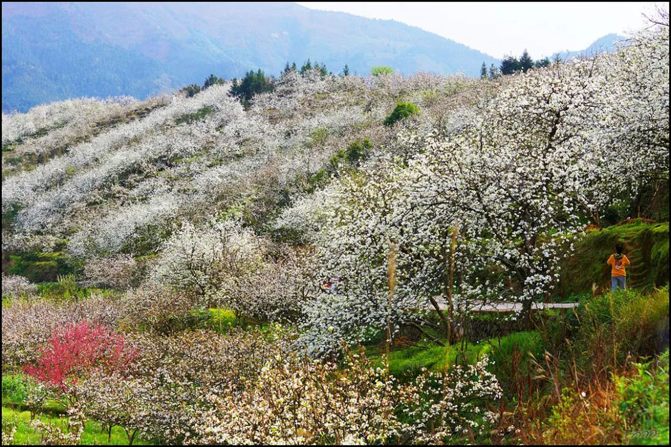 【春天，广西桂林灌阳县向您发出邀请！】我们在灌阳看梨花 - 游山玩水 - 吉林生活社区 - 吉林28生活网 jl.28life.net