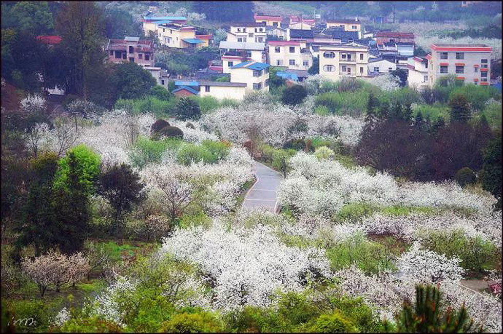 【春天，广西桂林灌阳县向您发出邀请！】我们在灌阳看梨花 - 游山玩水 - 吉林生活社区 - 吉林28生活网 jl.28life.net