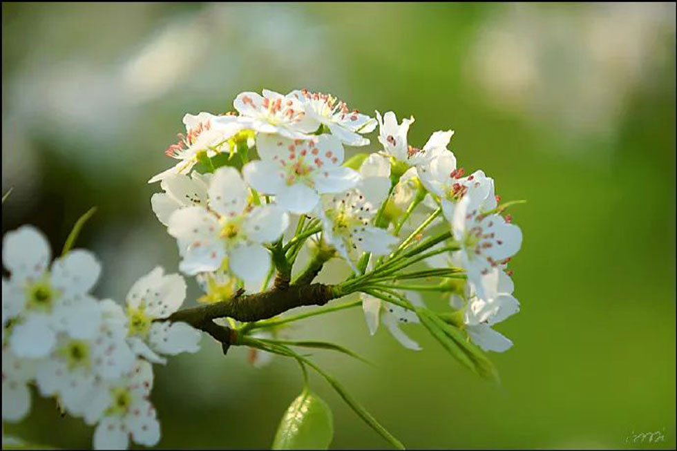 【春天，广西桂林灌阳县向您发出邀请！】我们在灌阳看梨花 - 游山玩水 - 吉林生活社区 - 吉林28生活网 jl.28life.net