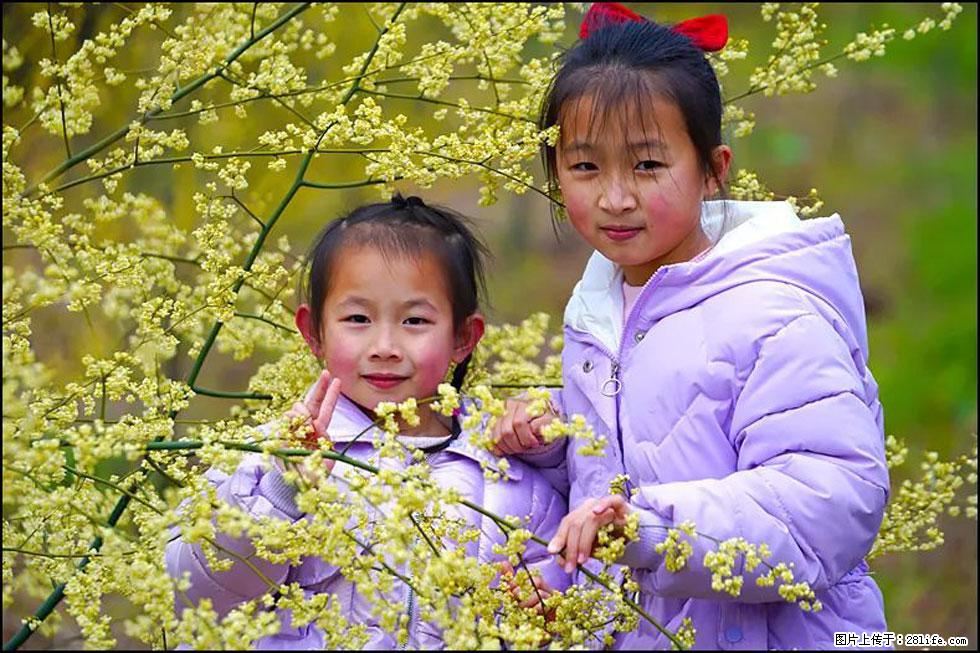 【春天，广西桂林灌阳县向您发出邀请！】米珠山前有片山苍子花在飘香 - 游山玩水 - 吉林生活社区 - 吉林28生活网 jl.28life.net