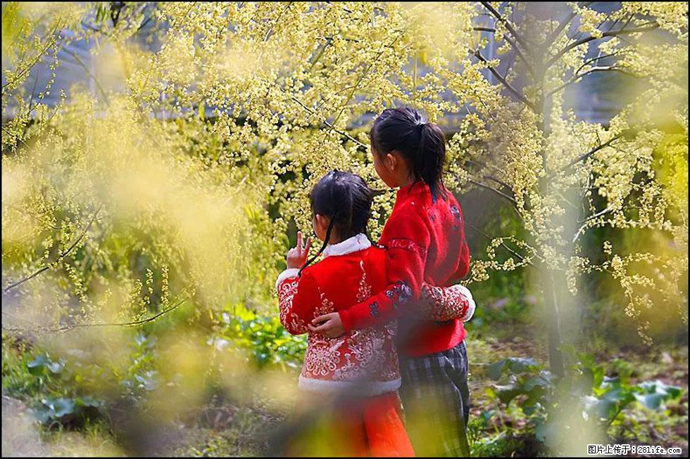 【春天，广西桂林灌阳县向您发出邀请！】米珠山前有片山苍子花在飘香 - 游山玩水 - 吉林生活社区 - 吉林28生活网 jl.28life.net