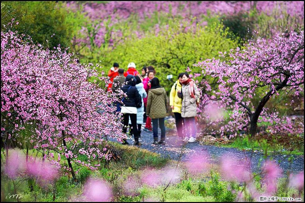 【春天，广西桂林灌阳县向您发出邀请！】官庄村有个醉美的桃花园 - 游山玩水 - 吉林生活社区 - 吉林28生活网 jl.28life.net