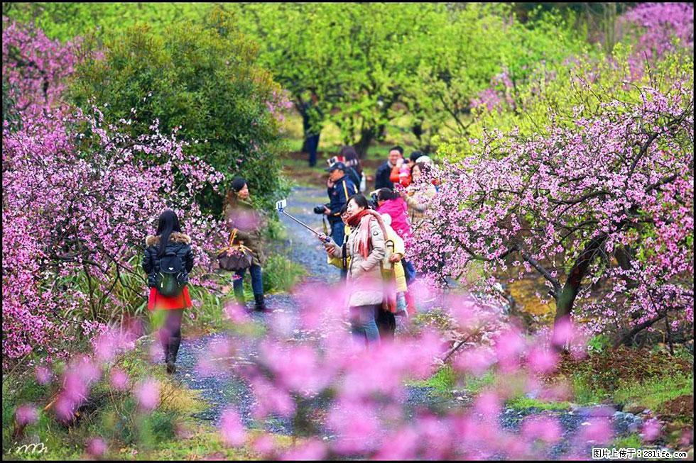 【春天，广西桂林灌阳县向您发出邀请！】官庄村有个醉美的桃花园 - 游山玩水 - 吉林生活社区 - 吉林28生活网 jl.28life.net