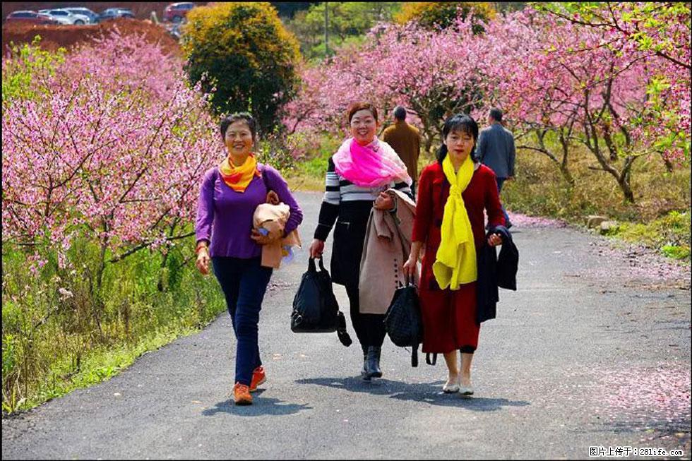 【春天，广西桂林灌阳县向您发出邀请！】官庄村有个醉美的桃花园 - 游山玩水 - 吉林生活社区 - 吉林28生活网 jl.28life.net