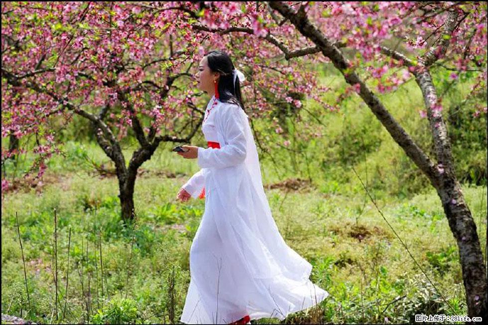 【春天，广西桂林灌阳县向您发出邀请！】官庄村有个醉美的桃花园 - 游山玩水 - 吉林生活社区 - 吉林28生活网 jl.28life.net