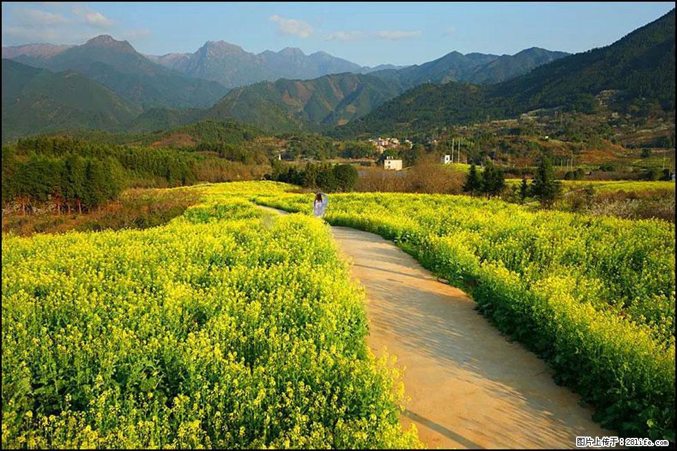 【春天，广西桂林灌阳县向您发出邀请！】长坪村油菜盛情花开 - 游山玩水 - 吉林生活社区 - 吉林28生活网 jl.28life.net