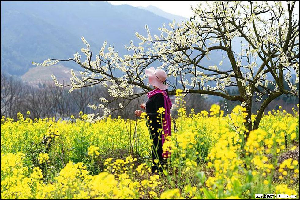 【春天，广西桂林灌阳县向您发出邀请！】长坪村油菜盛情花开 - 游山玩水 - 吉林生活社区 - 吉林28生活网 jl.28life.net
