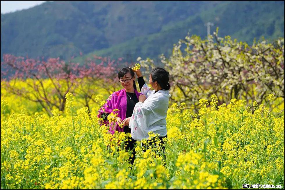 【春天，广西桂林灌阳县向您发出邀请！】长坪村油菜盛情花开 - 游山玩水 - 吉林生活社区 - 吉林28生活网 jl.28life.net