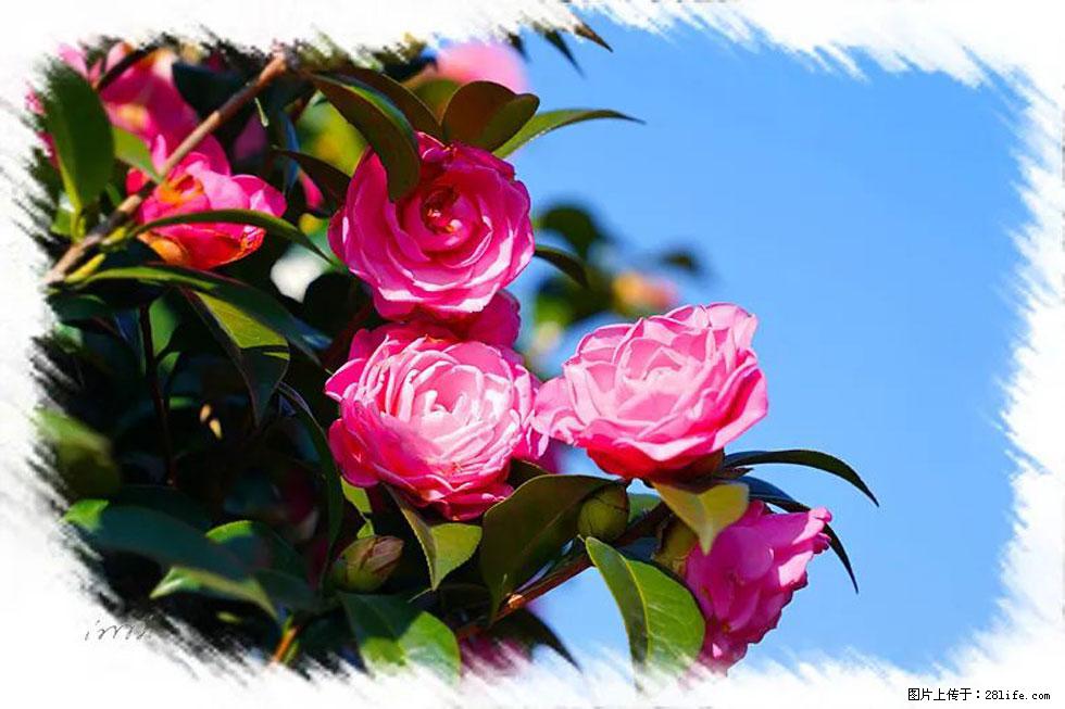 【春天，广西桂林灌阳县向您发出邀请！】杨柳井茶花惹人爱 - 游山玩水 - 吉林生活社区 - 吉林28生活网 jl.28life.net