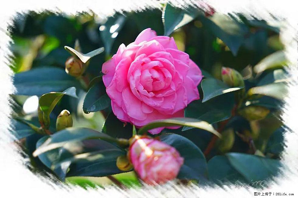 【春天，广西桂林灌阳县向您发出邀请！】杨柳井茶花惹人爱 - 游山玩水 - 吉林生活社区 - 吉林28生活网 jl.28life.net
