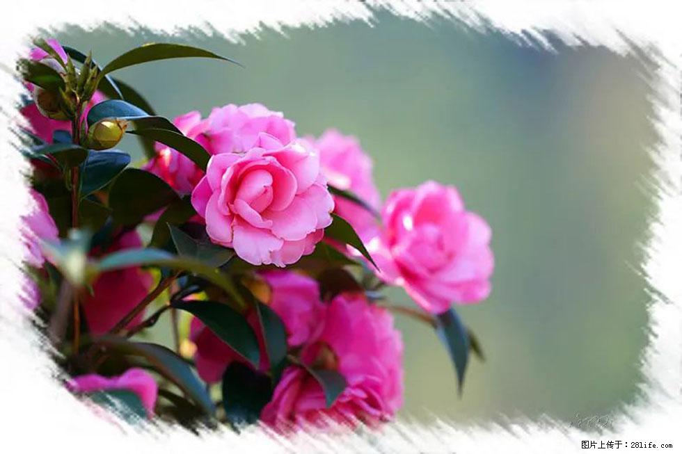 【春天，广西桂林灌阳县向您发出邀请！】杨柳井茶花惹人爱 - 游山玩水 - 吉林生活社区 - 吉林28生活网 jl.28life.net