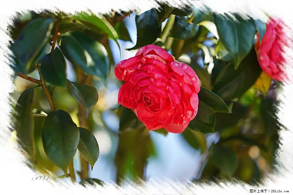 【春天，广西桂林灌阳县向您发出邀请！】杨柳井茶花惹人爱 - 游山玩水 - 吉林生活社区 - 吉林28生活网 jl.28life.net