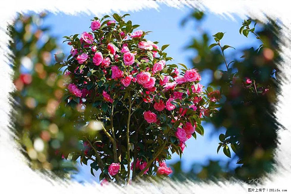 【春天，广西桂林灌阳县向您发出邀请！】杨柳井茶花惹人爱 - 游山玩水 - 吉林生活社区 - 吉林28生活网 jl.28life.net