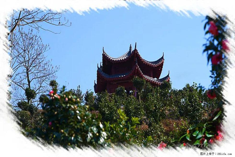 【春天，广西桂林灌阳县向您发出邀请！】杨柳井茶花惹人爱 - 游山玩水 - 吉林生活社区 - 吉林28生活网 jl.28life.net