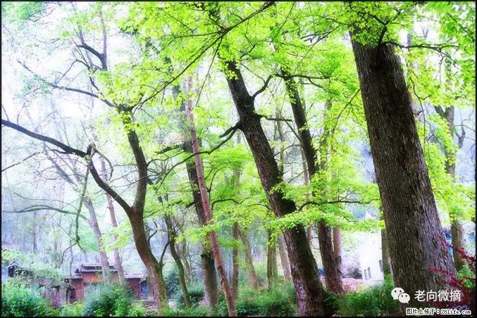 【春天，广西桂林灌阳县向您发出邀请！】在小龙村与春天约会 - 游山玩水 - 吉林生活社区 - 吉林28生活网 jl.28life.net