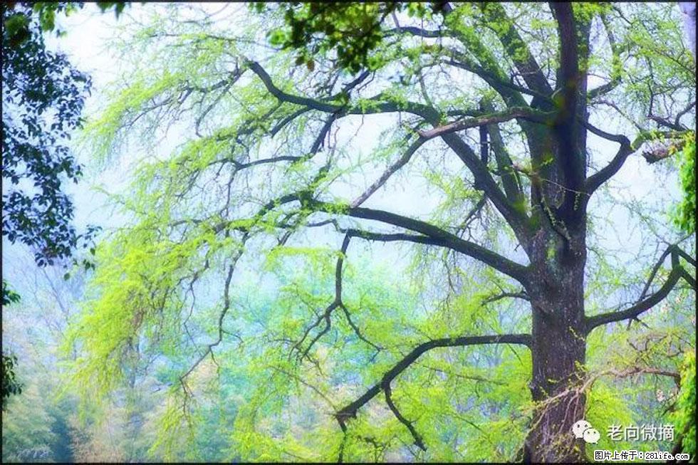 【春天，广西桂林灌阳县向您发出邀请！】在小龙村与春天约会 - 游山玩水 - 吉林生活社区 - 吉林28生活网 jl.28life.net