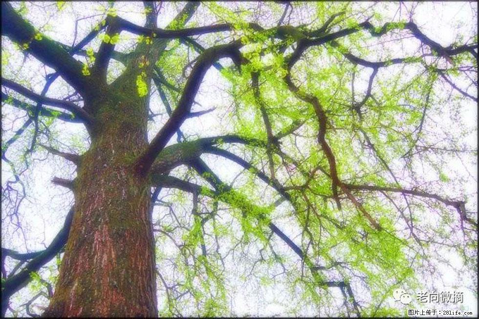 【春天，广西桂林灌阳县向您发出邀请！】在小龙村与春天约会 - 游山玩水 - 吉林生活社区 - 吉林28生活网 jl.28life.net