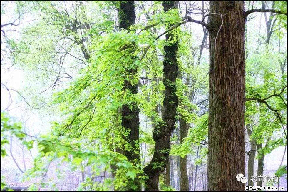 【春天，广西桂林灌阳县向您发出邀请！】在小龙村与春天约会 - 游山玩水 - 吉林生活社区 - 吉林28生活网 jl.28life.net