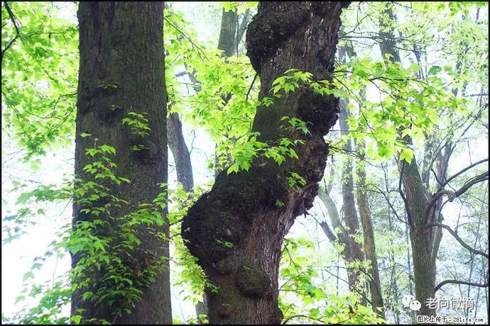【春天，广西桂林灌阳县向您发出邀请！】在小龙村与春天约会 - 游山玩水 - 吉林生活社区 - 吉林28生活网 jl.28life.net