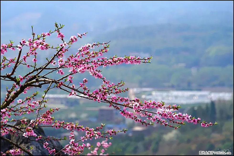 【春天，广西桂林灌阳县向您发出邀请！】望月岭上桃花开 - 游山玩水 - 吉林生活社区 - 吉林28生活网 jl.28life.net