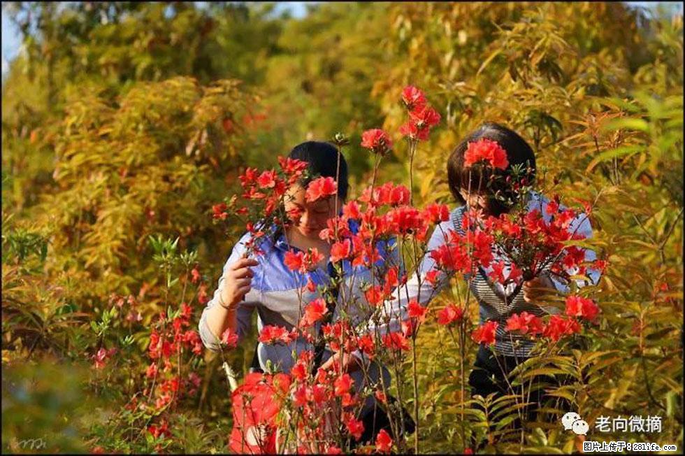 【春天，广西桂林灌阳县向您发出邀请！】登麒麟山，相约映山红 - 游山玩水 - 吉林生活社区 - 吉林28生活网 jl.28life.net