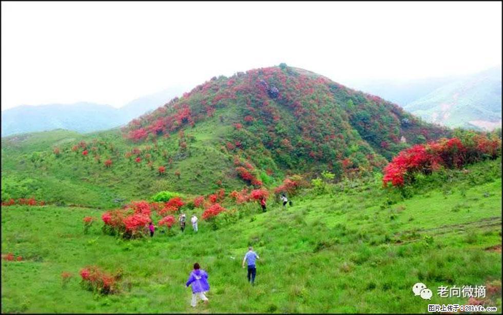 【春天，广西桂林灌阳县向您发出邀请！】宝盖山上映山红 - 游山玩水 - 吉林生活社区 - 吉林28生活网 jl.28life.net