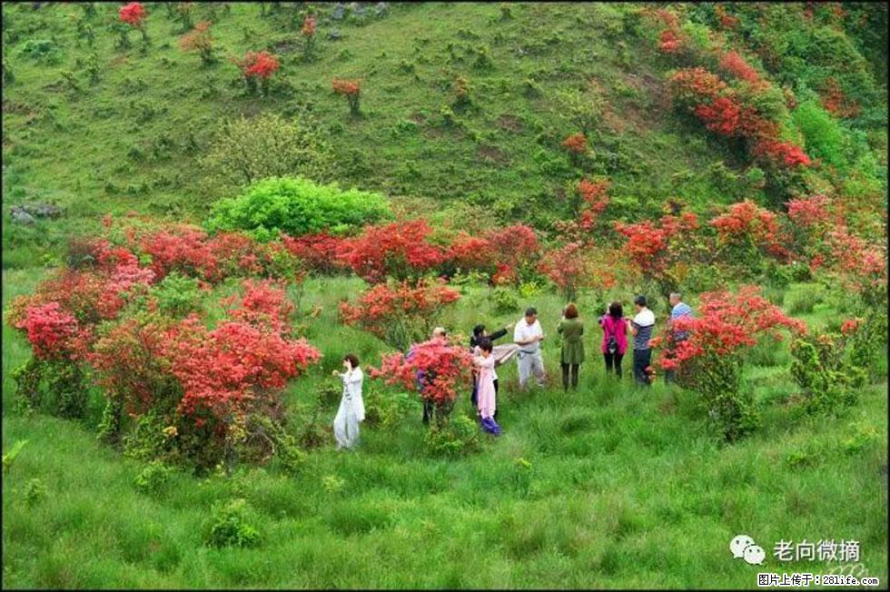 【春天，广西桂林灌阳县向您发出邀请！】宝盖山上映山红 - 游山玩水 - 吉林生活社区 - 吉林28生活网 jl.28life.net