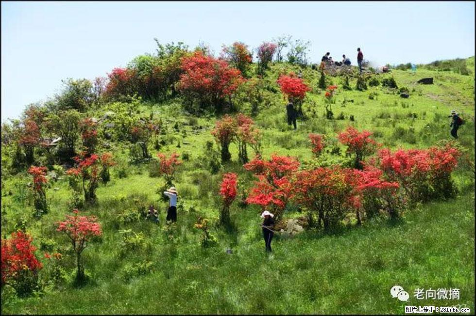 【春天，广西桂林灌阳县向您发出邀请！】宝盖山上映山红 - 游山玩水 - 吉林生活社区 - 吉林28生活网 jl.28life.net