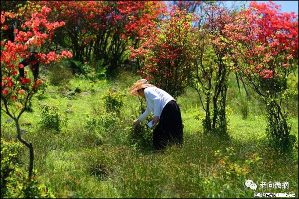 【春天，广西桂林灌阳县向您发出邀请！】宝盖山上映山红 - 游山玩水 - 吉林生活社区 - 吉林28生活网 jl.28life.net