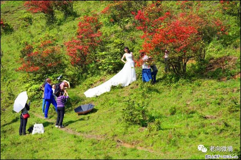 【春天，广西桂林灌阳县向您发出邀请！】宝盖山上映山红 - 游山玩水 - 吉林生活社区 - 吉林28生活网 jl.28life.net