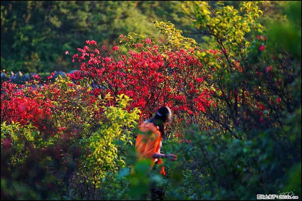 【春天，广西桂林灌阳县向您发出邀请！】春木界上映山红 - 游山玩水 - 吉林生活社区 - 吉林28生活网 jl.28life.net