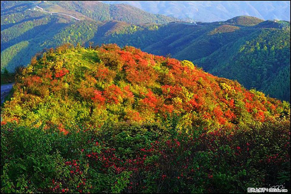 【春天，广西桂林灌阳县向您发出邀请！】春木界上映山红 - 游山玩水 - 吉林生活社区 - 吉林28生活网 jl.28life.net