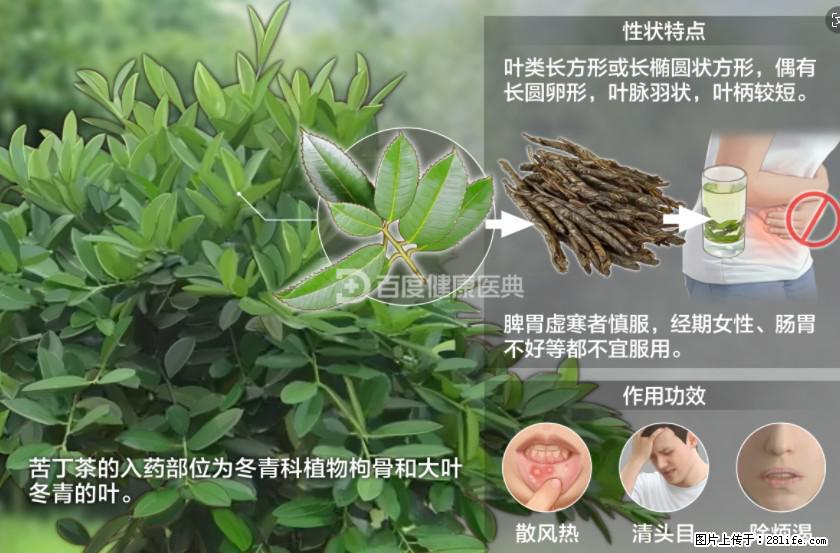 苦丁茶有哪些功效和作用 - 生活百科 - 吉林生活社区 - 吉林28生活网 jl.28life.net