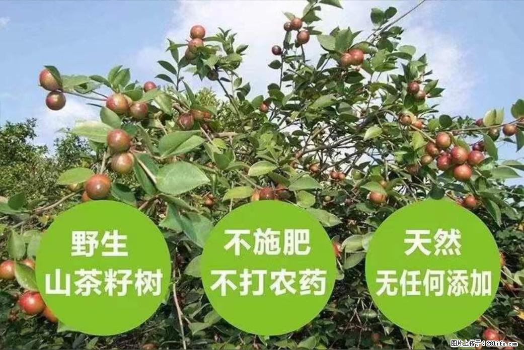 【灌阳县油茶产业示范区】一个有着充实的精神生活的人，对待身外之物自会有一种淡泊的态度 - 美食天地 - 吉林生活社区 - 吉林28生活网 jl.28life.net