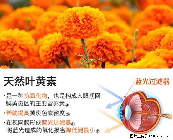 叶黄素有什么功效和作用 - 生活百科 - 吉林生活社区 - 吉林28生活网 jl.28life.net