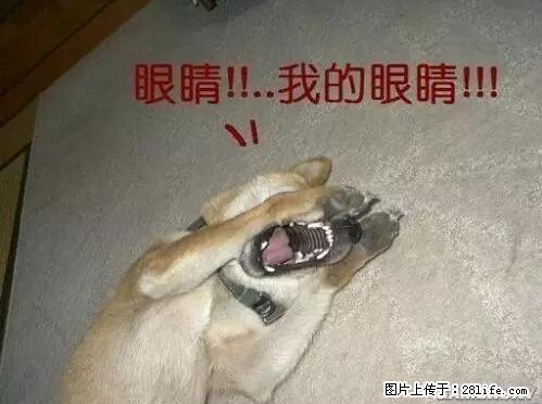 笑癫了！一女的怀孕三年未生，他终于忍不住了... - 娱乐八卦 - 吉林生活社区 - 吉林28生活网 jl.28life.net
