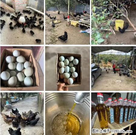 油茶园从小鸡仔开始养起的纯土鸡、土鸡蛋可以预定啦！还有前几天刚榨的纯山茶油哦 - 土特产 - 饮食特产 - 吉林分类信息 - 吉林28生活网 jl.28life.net