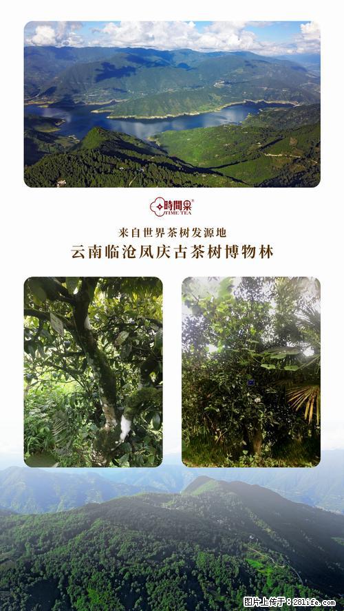 时间果百年古树2025年春红茶 - 购物交流 - 吉林生活社区 - 吉林28生活网 jl.28life.net