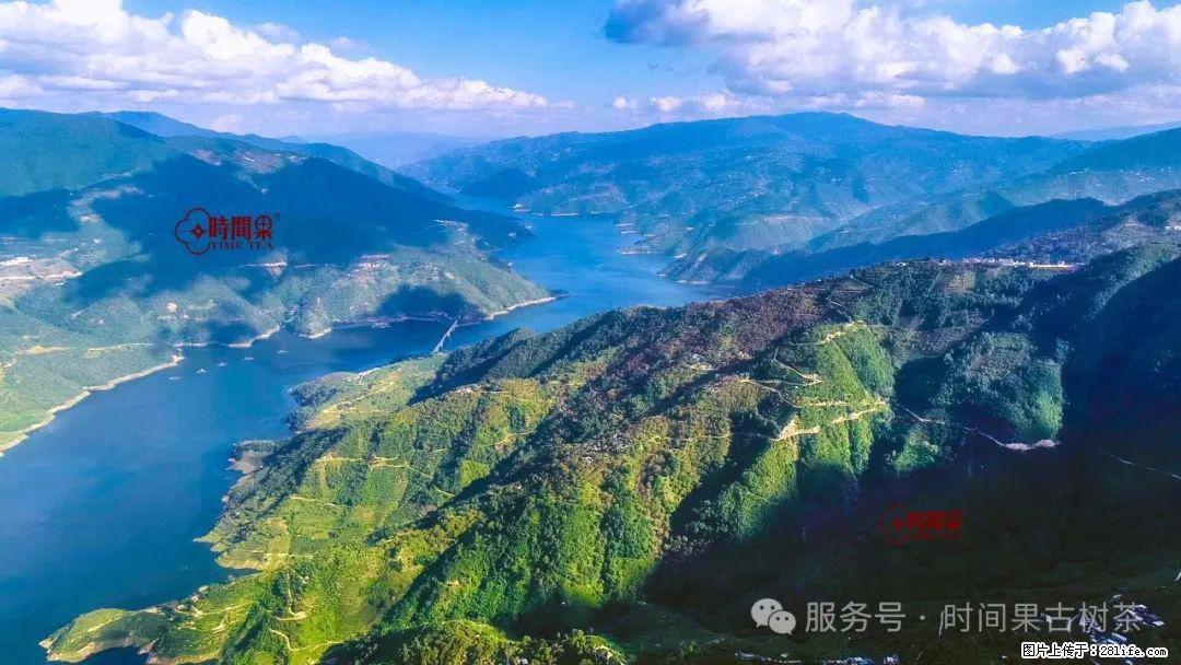 时间果百年古树龙珠普洱生茶 - 购物交流 - 吉林生活社区 - 吉林28生活网 jl.28life.net