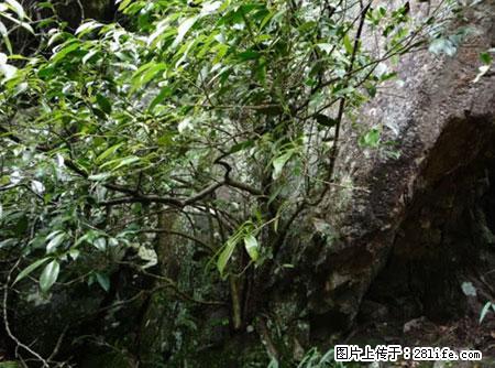 平乐石崖茶，珍贵仅次于金花茶 - 吉林生活资讯 - 吉林28生活网 jl.28life.net