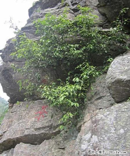 平乐石崖茶，珍贵仅次于金花茶 - 吉林生活资讯 - 吉林28生活网 jl.28life.net