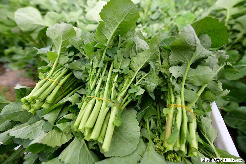 这些蔬菜是“天然钙片”，这6种被医生重点推荐 - 吉林生活资讯 - 吉林28生活网 jl.28life.net