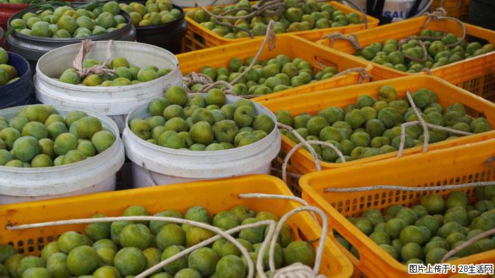 【乡村振兴】文市蜂糖李、黄金奈李迎丰产上市季 甜蜜产业助振兴 - 吉林生活资讯 - 吉林28生活网 jl.28life.net